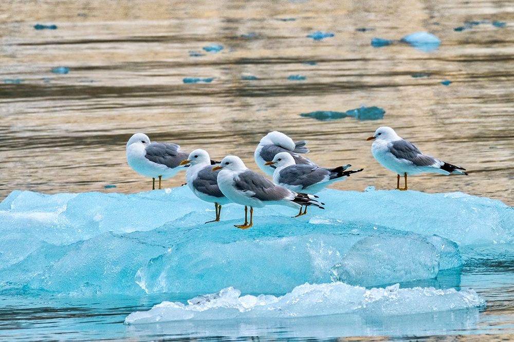 Seagulls on glacial ice-LeConte Bay-Alaska art print by Jim Engelbrecht for $57.95 CAD
